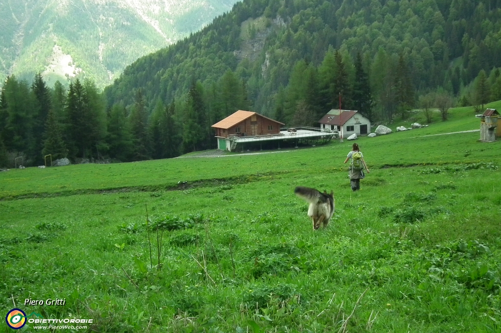 70 Pascoli di Malga Epolo (1547 m.).JPG